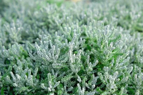 Spring summer nature background with grass. Stock Photos