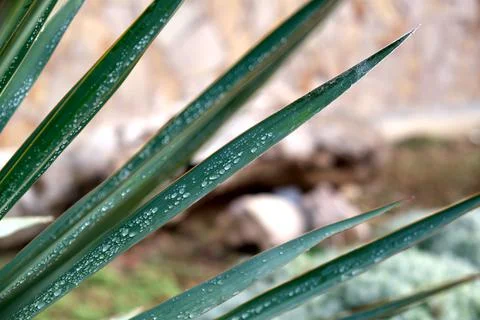 Spring, summer nature background with wet drops after rain on large leaves. Stock Photos