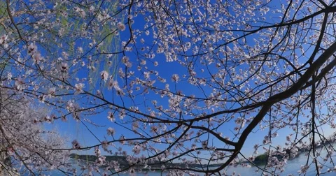 Spring  in Summer Palace Stock-Footage 67579026