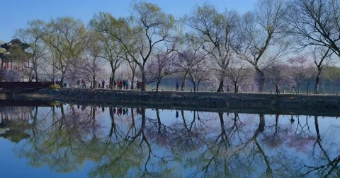 Spring  in Summer Palace Stock Footage 67580573