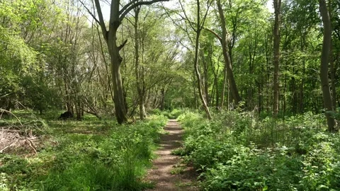 Spring Summer Woodland Forest Path. Hiking Trail in Nature Stock Footage 306866942