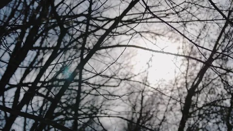 Spring sun and trees Stock Footage 73718243