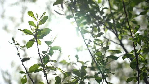 The spring sun gently shining through the fresh green branches of a tree Stock Footage 107181848