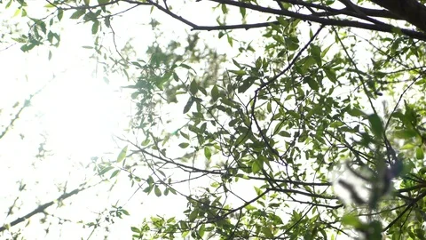The spring sun gently shining through the fresh green branches of a tree Stock Footage 107185613