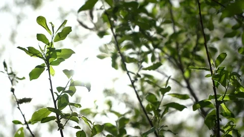 The spring sun gently shining through the fresh green branches of a tree Stock Footage 107185697