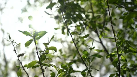 The spring sun gently shining through the fresh green branches of a tree Stock Footage 107186043