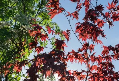 Spring Sun Leaves Stock Photos