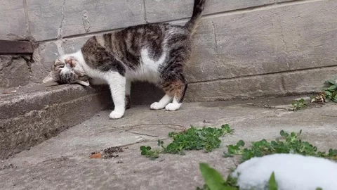 Spring Sun Serenade: A Cat Basking in Bliss Stock-Footage 306137063