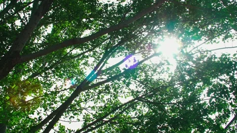 In spring, the sun shines through the trees - the spring breeze sprouts the  Stock Footage 257185092