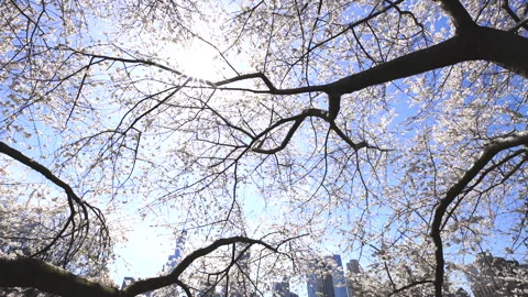 Spring Sun Shining on Cherry Blossoms and Manhattan Skyscrapers Stock Footage 327320640