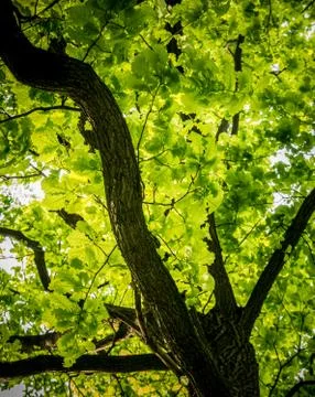 Spring Sun Shining Through Canopy Of Tall Oak Tree Stock Photos