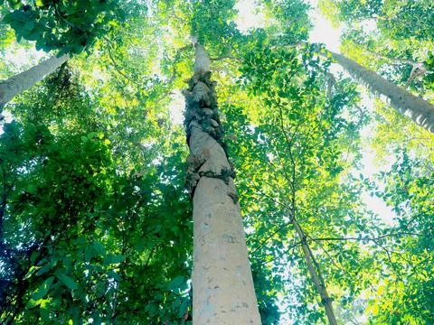 Spring Sun Shining Through Canopy Of Tall Trees Woods at Sylhet, Bangladesh Foto stock