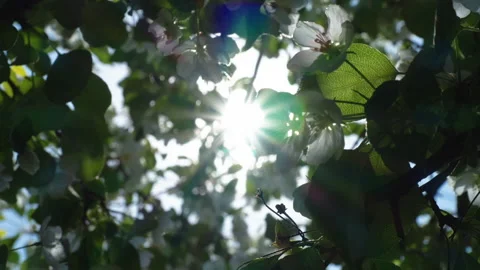 Spring sun through the branches of the apple tree Stock Footage 154927540