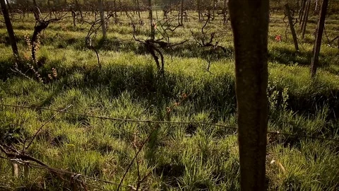 The spring sun warms the vineyard Stock Footage