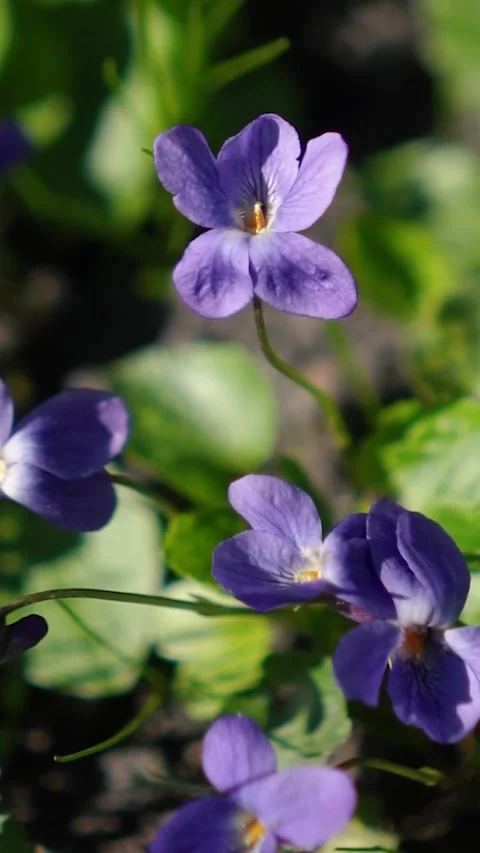 The spring sun&amp;#039;s rays fall on a field of fresh green grass with flowers 스톡 동영상 332207980