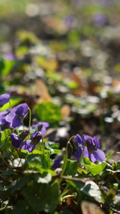 The spring sun&amp;#039;s rays fall on a field of fresh green grass with flowers Видео 332208009