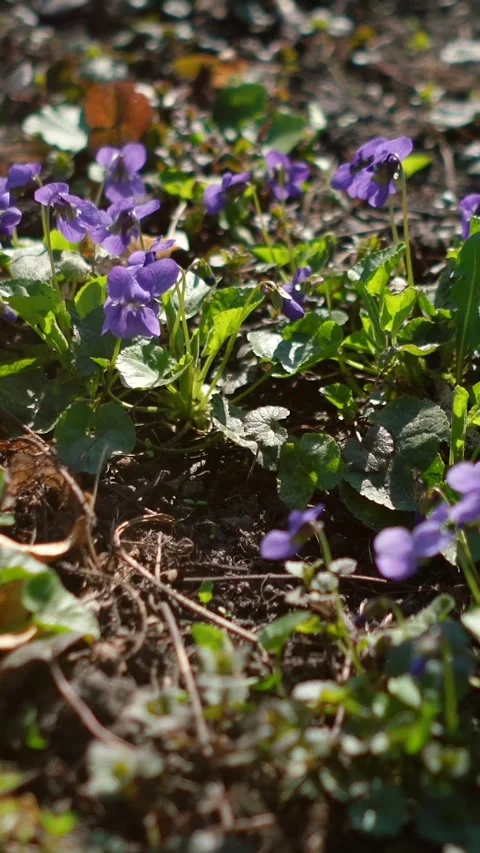 The spring sun&amp;#039;s rays fall on a field of fresh green grass with flowers 스톡 동영상 332208011