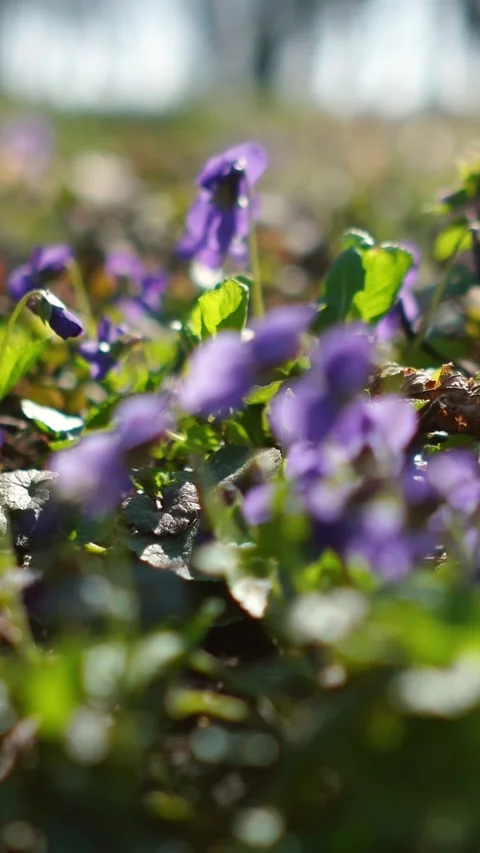 The spring sun&amp;#039;s rays fall on a field of fresh green grass with flowers Stock Footage 332208034