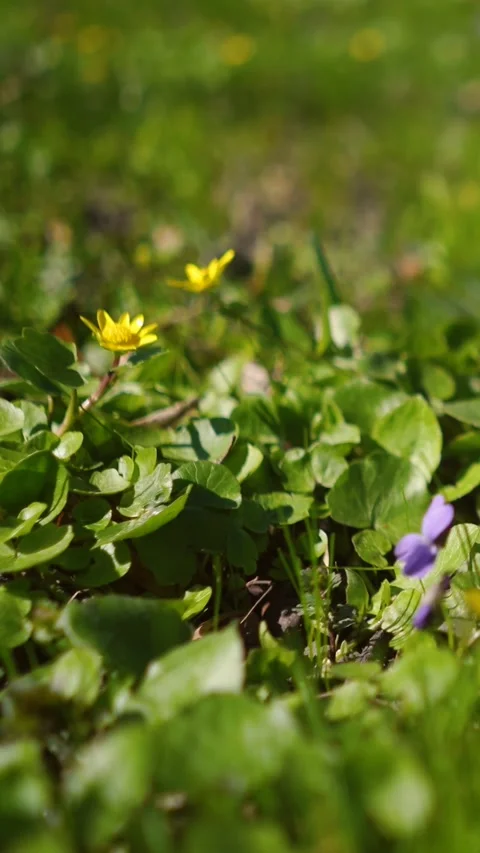 The spring sun&amp;#039;s rays fall on a field of fresh green grass with flowers 스톡 동영상 332208043
