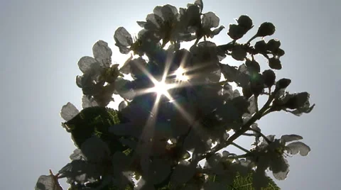 Spring. Sunbeam shining through the trees Video stock 53005594