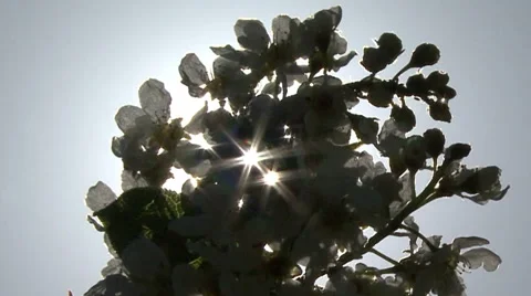 Spring. Sunbeam shining through the trees Stock Footage 53005675