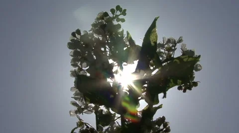 Spring. Sunbeam shining through the trees Stock-Footage 53005716