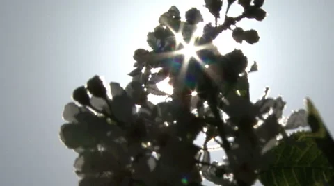 Spring. Sunbeam shining through the trees Stock Footage 53005875
