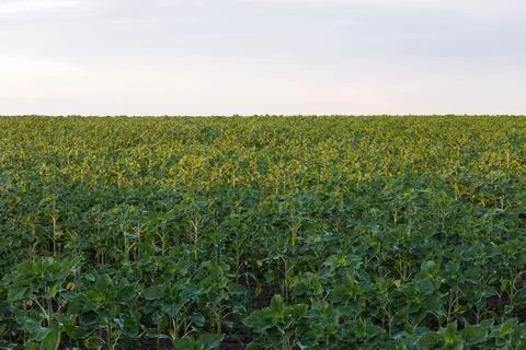 Spring sunflower field before blooming Stockfoto's