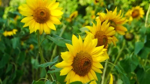 Spring, the sunflowers bloom, very beautiful 스톡 동영상 87467480