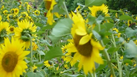 Spring, the sunflowers bloom, very beautiful Stock Footage 87492016