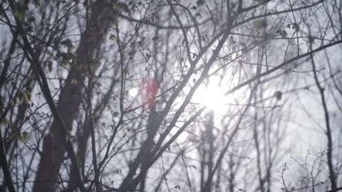 Spring - Sunlight breaking through trees 스톡 동영상 135758406