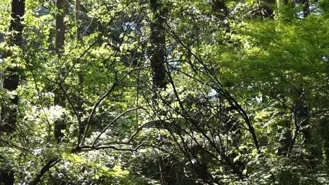 Spring Sunlight Filtering Through Fresh Green Woodland, Machida, Tokyo Video stock 333607903