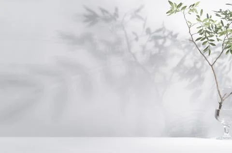 Spring sunlight in green branch of tree with shadow on white wall, floor, cop Stock Photos