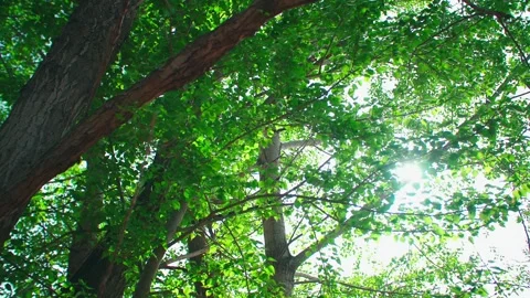 Spring sunlight shines through the leaves of large trees Stock Footage 257188716