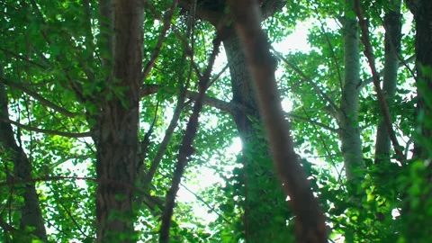 Spring sunlight shines through the leaves - the leaves flutter in the wind 스톡 동영상 257195293