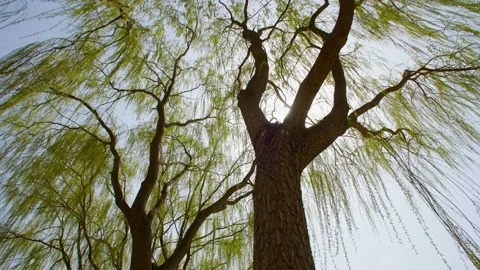 Spring sunlight shines through the willow trees - willow trees sprout Stock Footage 256902135