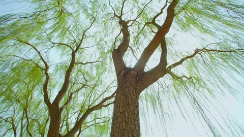 Spring sunlight shines through the willow trees - willow trees sprout-1 Stock Footage 256902318