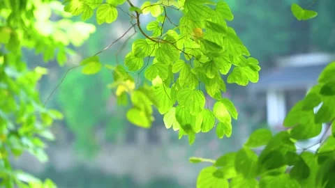 Spring Sunlight Streaming Through Lush Leaves in a Serene Landscape Stock Footage 341909044