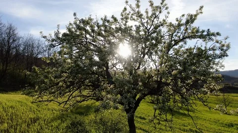 Spring sunlights Stock Footage 128661578