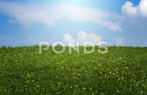 Spring sunlit meadow Stock Photos