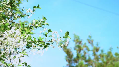A spring sunny day and a beautiful blooming cherry tree. Zoom Stock Footage 89943928