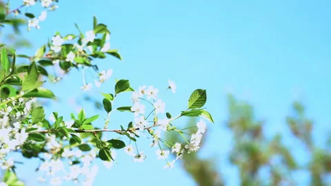 A spring sunny day and a beautiful blooming cherry tree. Zoom Stock Footage 89943974