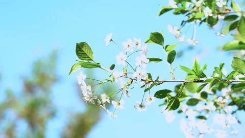 A spring sunny day and a beautiful blooming cherry tree. Zoom Stock Footage 89944004