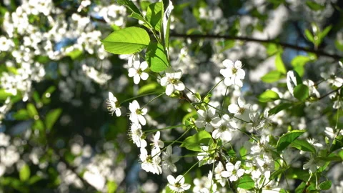A spring sunny day and a beautiful blooming cherry tree Stock Footage 89944251