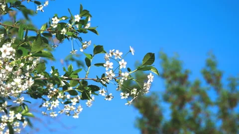 A spring sunny day and a beautiful blooming cherry tree. Zoom Stock Footage 89944256