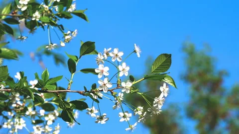A spring sunny day and a beautiful blooming cherry tree. Zoom Stock Footage 89944352