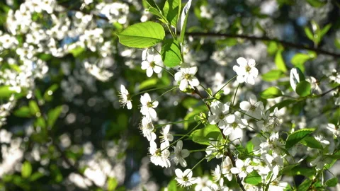 A spring sunny day and a beautiful blooming cherry tree Stock Footage 89944449