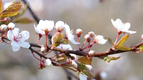 Spring Sunny Day in the Cherry Garden Stock Footage 83724477