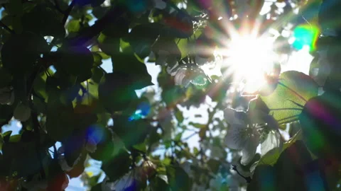 Spring sunny day Видео 154927498