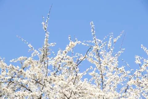 Spring sunny day. Fruit trees bloom, the air is warm and sweet. Blue sky. Sme Stock Photos